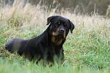 ROTTWEILER 388